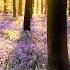 11 HOURS Of 4K Enchanting Spring Nature Scenes Relaxing Piano Music For Stress Relief