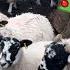 SHEEP FARMING AT CHRISTMAS A Sheep Stuck In A Wall