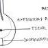 Lung Function Lung Volumes And Capacities