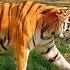 Up Close With A Bengal Tiger Dubai Safari Park Holiday Ideas Tiger Dubaitravel Burjkhalfa