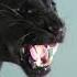 Black Panther Prowling In Slow Motion Beautiful Creature