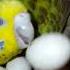 Budgie Egg Hatching Video