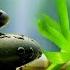 Relaxing Zen Music 10 Hours Bamboo Relaxing Music Meditation Music Peaceful Music Nature Sound