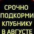 Обязательная Подкормка Клубники В Августе огород дачныесоветы дача клубника подкормки сад