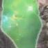 Space Cats Magic Fly Spank0 Dubstep Remix