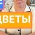 УСПЕЙТЕ ПОСЕЯТЬ ЭТИ ОВОЩИ И ЦВЕТЫ В ЯНВАРЕ