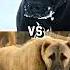 Pitbull VS TURKISH KANGAL CANE CORSO GERMAN SHEPHERD MOST INTIMADATING DOG BREED