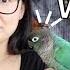 DO PARROTS MAKE GOOD PETS 7 Things To Consider Before Getting Your First Parrot