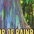 The Splendor Of Rainbow Trees Nature S Living Masterpieces