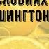 Апельсиновое дерево в домашних условиях апельсин Вашингтон Навел