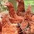 100 RIR म र ग य स कर 1 ल ख 62 हज र कम ई Free Range RIR Chicken Farming