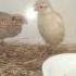 Beautiful Quails Quail Beautiful Chicks Chicken Chicks Hatching Birds Kukrology