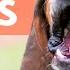 BEST Videos Of DOGS BARKING REALLY LOUD Very Funny Dog Barking Comp