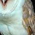 Barn Owl Sounds What Each Call Means Discover Wildlife Robert E Fuller