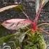 Bucephalandra Skeleton King Pink Flower With Crepimadones Sp