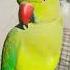 Parrot Talking Mian Mitho Viralvideo Shortvideo Foryou