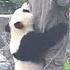 Watch Playful Giant Panda Can T Let Zookeeper Go