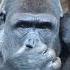 Gorilla Funny Video Shorts Gorilla Trending