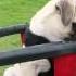 Pug Puppy Playing On The Swings