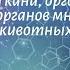 Биология 7 кл Пасечник 37 Ткани органы и системы органов многоклеточных животных