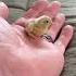 I Always Underestimate Just How Fast Button Quail Are Fyp Fypシ Chicks Cute Animals Viral