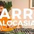 Alocasia TV Barcelona Larry Vinyl Set Minimal Breaks