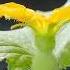 The Female Flower Of Melon Is Ready To Be Pollinated