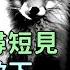 民間故事 書生深山尋短見 被怪女人救下 紅狐託夢 你看她是誰