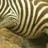 Shani The Zebra S Incredible Escape From Ferocious Crocodiles BBC