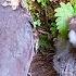 The Parasitic Cuckoo Bird Can T Get Food And Gradually Becomes Irritable寄生的杜鹃鸟损招用尽 却得不到食物 逐渐暴躁