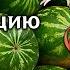 Бутонизация Нилу Механики и подбор отряда Руководство по Дендро отрядам часть 2 Genshin Impact