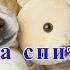 ПОЗИТИВ ДЛЯ ХОРОШЕГО НАСТРОЕНИЯ СОБАКИ СПЯТ ОНИ УСТАЛИ POSITIVE FOR A GOOD MOOD THE DOGS