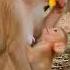 Cutest Baby Monkey Milk Feeding Moment So Adorable Baby Monkey