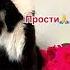 А он нам фигвамы рисует Cat москвич Tiktok кот юмор Shorts