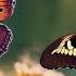 The Splendor Of Butterflies Nature S Living Art