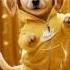 You Ve NEVER Seen A Dog Dance Like THIS Dog Puppydog Doglover Dogvideos Cute Ai Dog