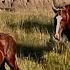 WHOA Wild Horses Of America Ep 23 Theodore Roosevelt National Park In North Dakota By Karen King