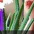 How To Plant Use And Eat Aloe Vera蘆薈種植全過程 蘆薈膠的處理和使用 如何保存蘆薈膠 食用蘆薈膠的方法