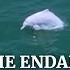 A Hi Tech Solution To Tracking China S Shrinking White Dolphin Population