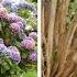 Make No Mistake When Is The Right Time To Prune Hydrangeas And How Is It Done