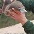 Platypus Nature S Weirdest Creation