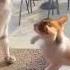 Funny Videos With Cats And Dogs Cute Cats Funny Videos