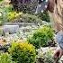 Planting The Most ADORABLE Mini White Daffodil Propagating Rare Geranium Cuttings