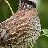 A Bob White Quail Sings A Beautiful Song At The Perry S Water Gardens In Franklin North Carolina