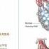 KMLE 강의 시리즈 Pulmonology 11 Interstitial Lung Disease ILD 1