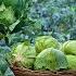 Cabbage Harvest Lunch Menu With Cabbage Meatballs Pink Raita Curry Was So Devine Traditional Me