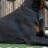 CASANOVA EUROPEAN DOBERMAN STUD