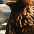 How Do Golden Eagles Survive Harsh Nordic Winters