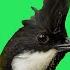 The Eastern Whipbird S Amazing Calls Birdsong