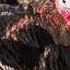 Wild Turkey Call